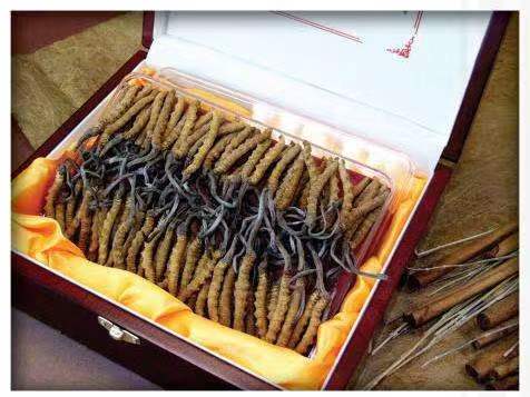 广州冬虫夏草回收